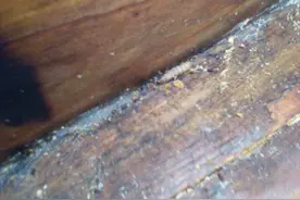 武陵源　中蜂防巢虫的方法图片