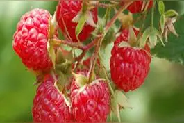 庄稼地里的红磨盘，农村人记忆的小红点图片