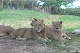 比老虎伤人更凶的狮子，竟会开车门，一车人吓尿了图片