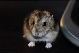 这里有最受欢迎的仓鼠分类，被它们萌到的你快来了解一下吧。图片