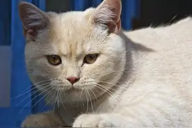 为什么猫喜欢用舌头舔人，它的柔情你要懂图片