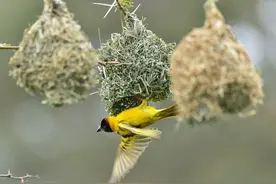罗马不是一天建成的图片