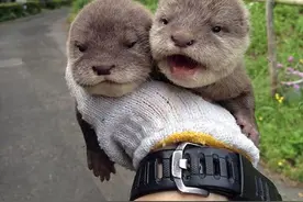 来自德克萨斯州的水獭宝宝，看着它一天都有好心情！图片