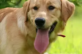 经验丨狗狗呼吸急促原因分析与解决办法图片