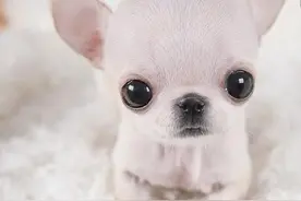 怎样挑选一只非常优秀的吉娃娃狗狗，有几点都是值得参考的图片