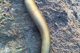 一条大黄鳝被蛇咬的遍体鳞伤，结果蛇却没吃它，费解图片