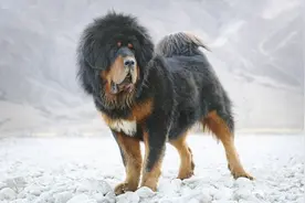 藏獒 Tibetan Mastiff图片