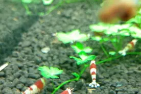 掌握这些技巧，鱼缸养虾不是梦图片