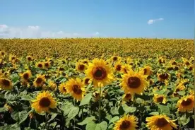 踏青避暑，回归自然—盘点成都周边的生态农场（四）图片