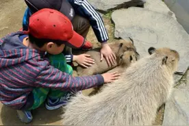 园区内水豚静止趴在路边，工作人员的解释让游客恍然大悟图片