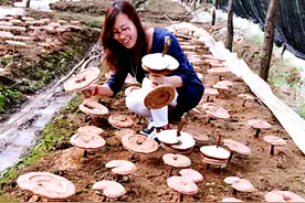 灵芝——千年传奇，千年美味图片