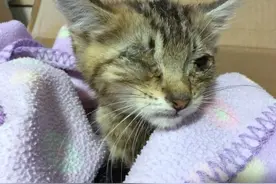 这些流浪猫好像有神秘第六感，不停出现在女子门前求救图片