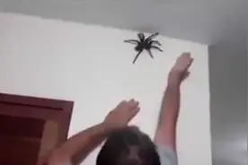 家中突现巨型蜘蛛，居然被这个男人徒手制服！视频封面