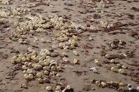 阿根廷海滩出现“透明圆球”，仔细研究发现内有悬浮的生命体图片