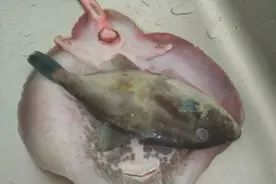 钓回来一条老板鱼，从肚子里取出一个怪东西，不认识图片