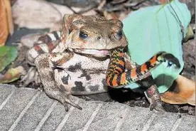 ​不止蛇能吃蟾蜍，蟾蜍反过来也可以吃掉蛇。这就是自然界！图片