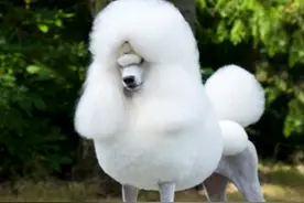 这是一只被狗养大的猫，它变成这样了！图片