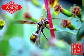 自制杀蜂神喷除马蜂图片