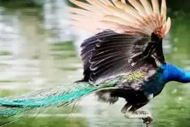 西双版纳的撩人风情照 美得让人睡不着！图片