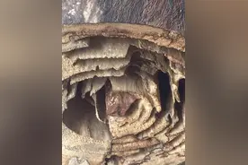 朋友抱来一个“蚂蚁窝”说这是宝贝，我一下子头大了！图片