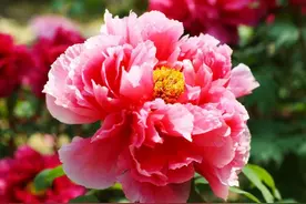 一分钟看你是否富贵女命图片