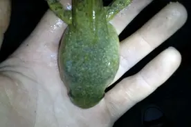 钓鱼钓到的不明生物，有点像巨型蝌蚪图片