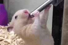 小仓鼠你在干嘛啊，不要什么都吃啊，长个小嘴成天就知道吃图片