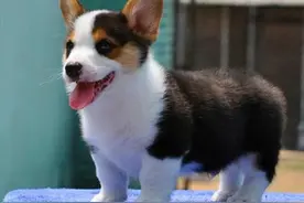 家中的柯基狗狗睡觉时经常无故的打哆嗦，这是怎么一回事呢？图片