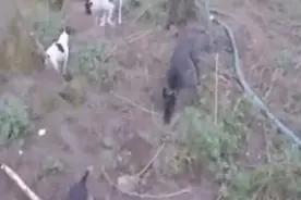 狗拿耗子比猫专业！是真是假一看便知！有视频有真相图片