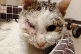 萌宠趣事第550：一只流浪猫被主人带回家的时候，右眼已经伤疾图片