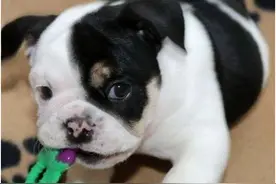 残疾奶狗被狗妈遗弃在路边，路过的好心女孩将它救下图片