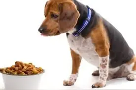 ［小常识］狗狗为什么不吃东西？图片