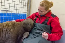 搁浅小海象获救后，大眼汪汪好无辜图片