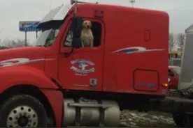 狗狗离奇引发撞车事故，交警叔叔竟不作任何处罚还帮忙安抚小狗图片