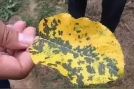 苹果褐斑病，你说这跟下大雨有没有关系？图片