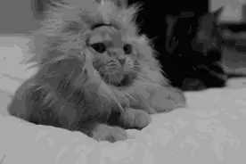 当母老虎遇到了真老虎，才知道到底谁是纸老虎图片