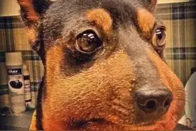 那些被蜜蜂kiss的猫猫狗狗们~~~图片