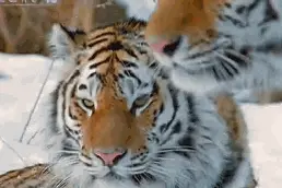 你能把虎骨盘出包浆，却不敢去野生动物园面对老虎图片