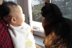 猫猫和宝宝可以共处一室吗？一次解决你所有疑问图片