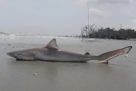 鲨鱼与小猫咪之间的故事，下一秒就悲剧了！图片