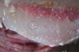 还吃鱼生？广西肝吸虫感染率居全国首位图片