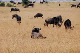 狮群围攻野牛母子，牛妈妈受伤牛犊兽性大发和妈妈击退狮群！图片