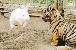 老虎和兔子联系在一起你会想到什么场面呢？图片