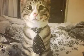 猫咪天生一副杞人忧天的斗鸡眼！没想到跟它熟了之后就会这样对你图片