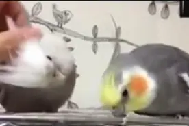 鹦鹉摆好姿势等主人挠痒痒，主人却偏心只给另只挠，伤心了图片