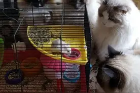 朋友家养的四只猫与一只老鼠，求老鼠心理阴影面积！图片