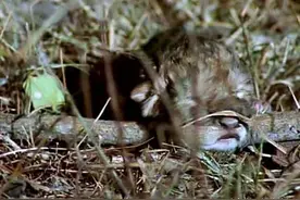 小狮子惨遭鬣狗杀害，母狮寻求帮助却遭流浪雄狮捕杀！图片