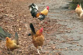 鸡的五大类营养需要，配饲料的时候需要注意缺一不可图片