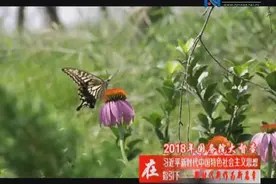 安阳成功入选国家清洁取暖试点城市，中央要给15亿元资金奖补视频封面