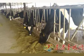鲜奶价格年底“止跌”奶农：打开销路是关键图片